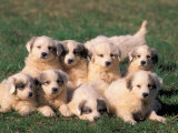 Domestic Dogs, Group of Eight Pyrenean Mountain Dog Puppies Fotografía por Adriano Bacchella Domestic Dogs, Group of Eight Pyrenean Mountain Dog Puppies Fotografía por Adriano Bacchella