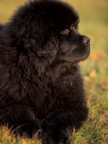 Profile Portrait of Young Black Newfoundland Fotografía por Adriano Bacchella