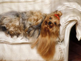 Yorkshire Terrier Lying on Couch Prints by Adriano Bacchella
