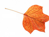 Tulip Tree Leaf in Autumn Colours Foto von Petra Wegner