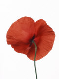 Common Poppy Poster par Petra Wegner