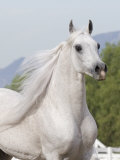Grey Arabian Stallion Portrait, Ojai, California, USA Poster by Carol Walker