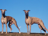 Domestic Dogs, Two Whippets Standing Together Poster by Adriano Bacchella