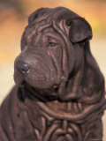 Black Shar Pei Puppy Portrait Showing Wrinkles on the Face and Chest Pósters por Adriano Bacchella Black Shar Pei Puppy Portrait Showing Wrinkles on the Face and Chest Pósters por Adriano Bacchella