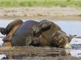 Black Rhinoceros, Wallowing and Rolling in Mud, Etosha National Park, Namibia Poster by Tony Heald