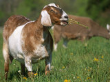Domestic Goat, Grazing, USA Poster by Lynn M. Stone