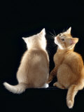 Domestic Cat, Two 9-Week Kittens, One Cream One Ginger Lámina por Jane Burton Domestic Cat, Two 9-Week Kittens, One Cream One Ginger Lámina por Jane Burton