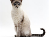 Domestic Cat, Blue Tabby-Point Siamese Male Sitting Affiche par Jane Burton