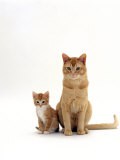 Domestic Cat, Red Female Kitten with Her Father Posters par Jane Burton