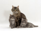 Domestic Cat, Fluffy Tabby with Her Two Kittens Posters par Jane Burton