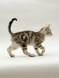 Domestic Cat, 14-Week, Silver Tabby Male Kitten Print by Jane Burton