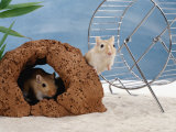Gerbils at Play Posters by Steimer 