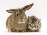 British Shorthair Brown Tabby Female Kitten with Young Agouti Rabbit Posters par Jane Burton