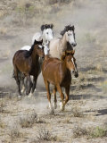 Group of Wild Horses, Cantering Across Sagebrush-Steppe, Adobe Town, Wyoming, USA Posters by Carol Walker