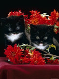Domestic Cat, Persian-Cross Kittens with Chrysanthemums Posters par Jane Burton