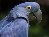 Hyacinth Macaw, Head Profile Prints by Eric Baccega
