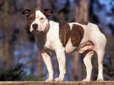 Staffordshire Bull Terrier Portrait Posters par Adriano Bacchella