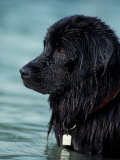 Black Newfoundland Standing in Water Posters by Adriano Bacchella