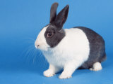 Dutch Rabbit Kunstdrucke von Petra Wegner