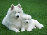 Samoyed with 6 Weeks Old Puppy Posters by Petra Wegner