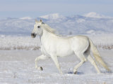 Grey Andalusian Stallion Trotting in Snow, Longmont, Colorado, USA Poster by Carol Walker
