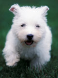 West Highland Terrier / Westie Puppy Walking Posters by Adriano Bacchella