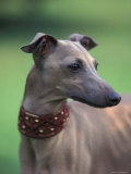 Fawn Whippet Wearing a Collar, Lookig Away Posters by Adriano Bacchella
