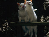 Two Kittens at Night Showing Reflection of Light in Tapetum of Eyes, One Kitten Odd-Eyed Photographie par Jane Burton
