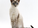 Domestic Cat, Blue Tabby-Point Siamese Male Sitting Poster par Jane Burton