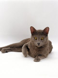 Domestic Cat, One-Year Blue Siamese Burmese Cross Photographie par Jane Burton