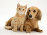 Cream Kitten with Cream Dapple Dachshund Puppy Photo by Jane Burton