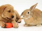 Yellow Labrador Retriever Puppy with Squeaky Toy-Carrot and Young Sandy Lop Rabbit Poster von Jane Burton