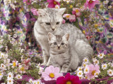 Domestic Cat, British Shorthaired Silver Spotted Tabby with Her 8-Week Kitten Among Flowers Póster por Jane Burton