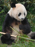 Giant Panda, Eating Bamboo Poster by Eric Baccega