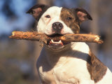Staffordshire Bull Terrier Carrying Stick in Its Mouth Photographie par Adriano Bacchella