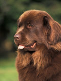 Brown Newfoundland Portrait Láminas por Adriano Bacchella