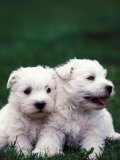 Domestic Dogs, Two West Highland Terrier / Westie Puppies Sitting Together Posters by Adriano Bacchella