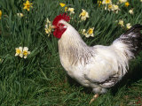Domestic Chicken, Rooster Amongst Daffodils, USA Posters by Lynn M. Stone