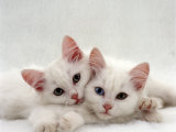 Domestic Cat, Two White Persian-Cross Kittens, One Odd-Eyed Posters par Jane Burton