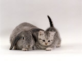Jane Burton - Domestic Cat, Silver Spotted Kitten with Silver Lop Eared Rabbit, Colour Coordinated - Poster