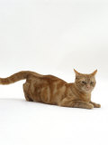 Domestic Cat, Ginger Tabby Female in Lordosis When on Heat / Oestrus Posters par Jane Burton
