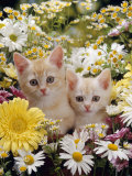 Domestic Cat, Two Cream Kittens Among Dasies and Feverfew Affiches par Jane Burton