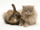 Fluffy Grey Cat Cuddled up with Dwarf Lionhead Rabbit Affiches par Jane Burton