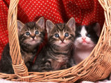 Domestic Kittens in Basket Posters by Lucasseck 