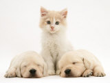 Lilac Tortoiseshell Kitten Between Two Sleeping Golden Retriever Puppies Affiches par Jane Burton