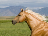 Palomino Quarter Horse Stallion, Head Profile, Longmont, Colorado, USA Prints by Carol Walker
