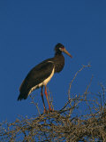 Abdims Stork, at Top of Tree, Kgalagadi Transfrontier Park, South Africa Affiche par Pete Oxford