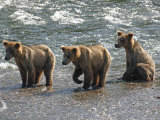 Three Grizzly Bear, Cubs (2-Year) Salmon Brooks River, Katmai National Park, Alaska, USA Posters by Eric Baccega