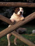 Staffordshire Bull Terrier Looking Through Fence Posters par Adriano Bacchella
