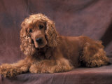 English Cocker Spaniel Lying Down with Head Tilted to One Side Posters by Adriano Bacchella
